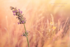Sesion de estudio con fondos y floes de lavanda